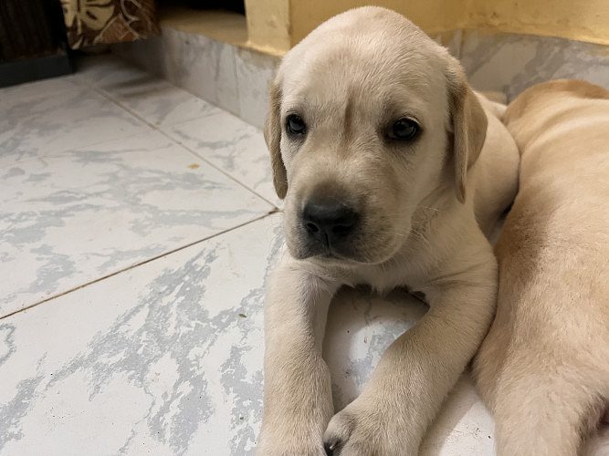 Labrador Puppy for sale