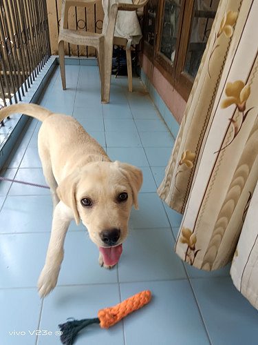 Labrador Puppy