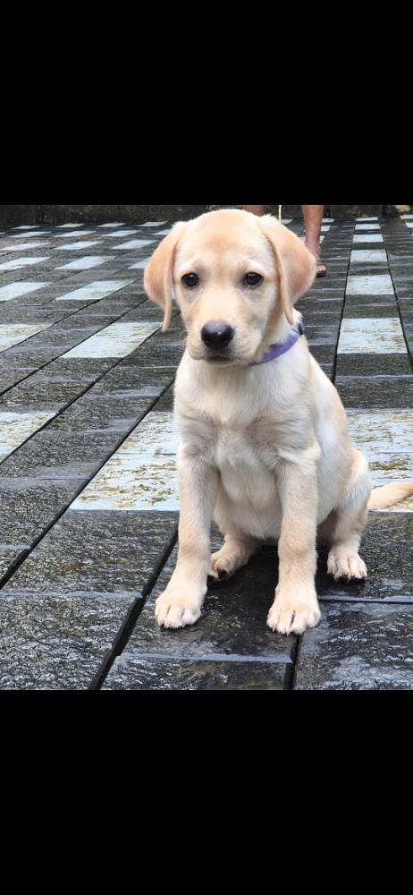 LABRADOR puppy for sale
