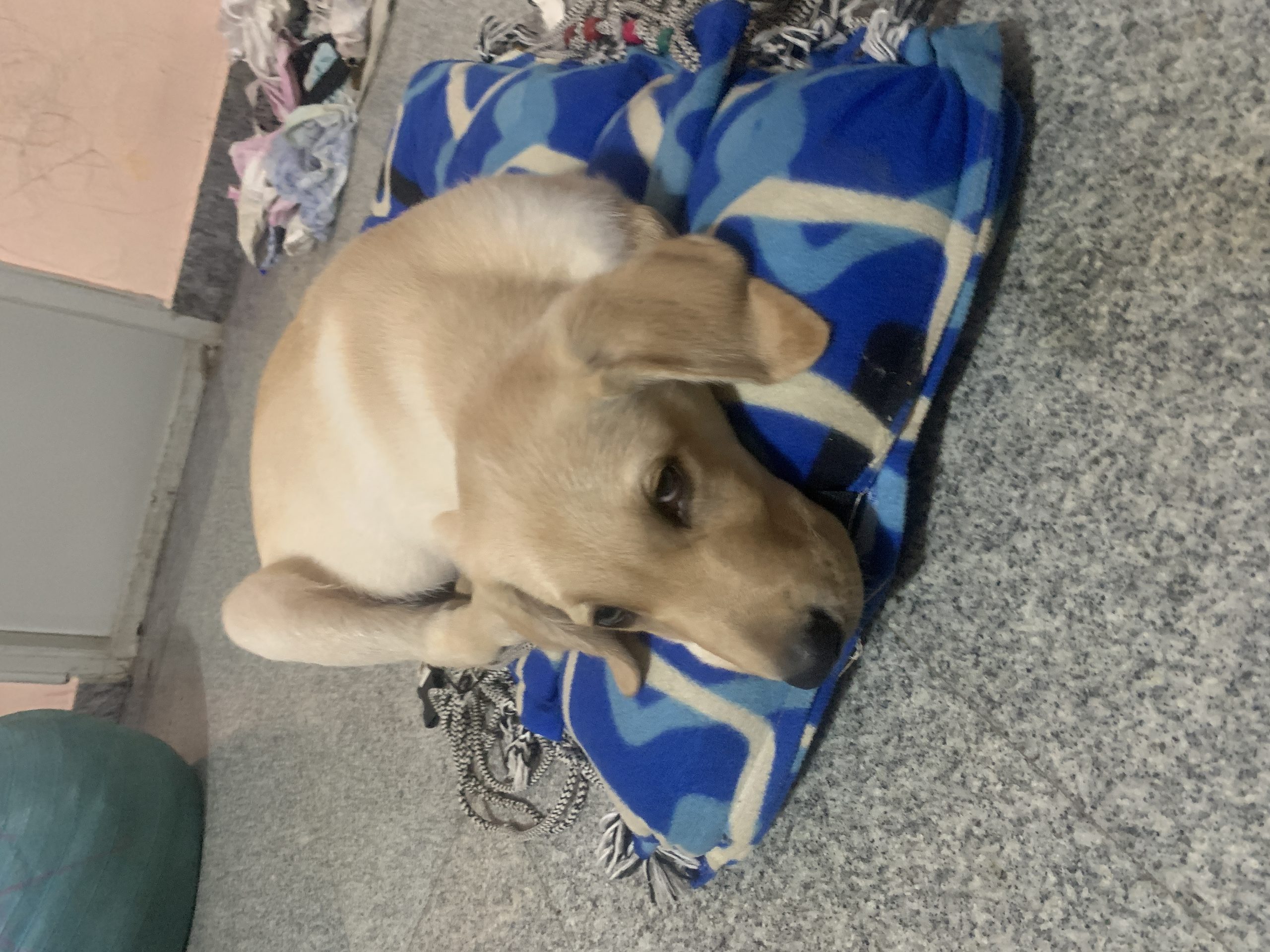Labrador puppy for sale