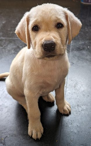 Labrador puppy for sale!