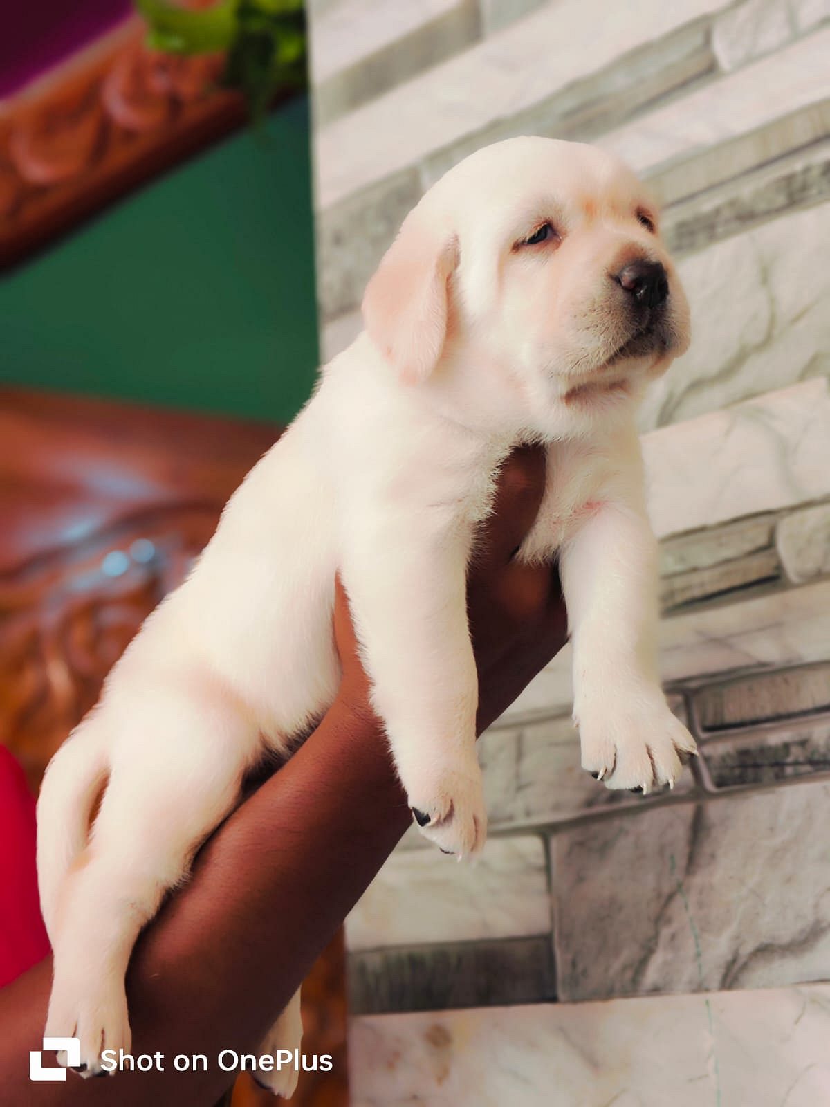 Labrador puppy