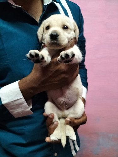 Labrador puppy's
