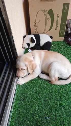 Labrador Puppy