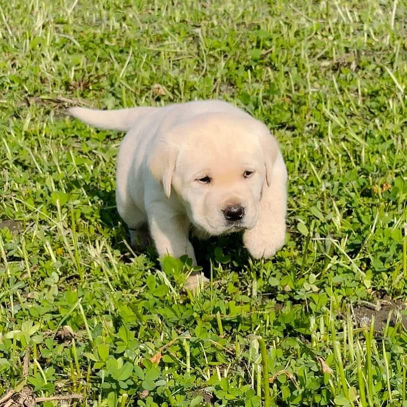 Labrador puppy for sale