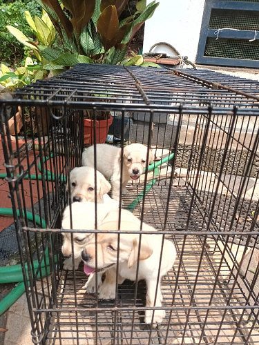 Labrador Puppy for sale.