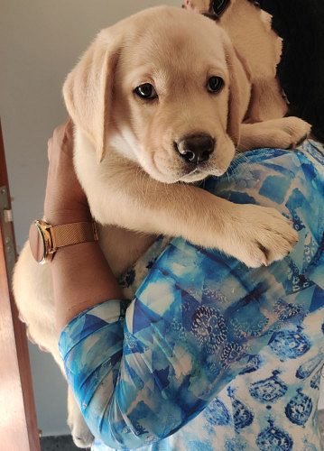 Labrador puppy for sale