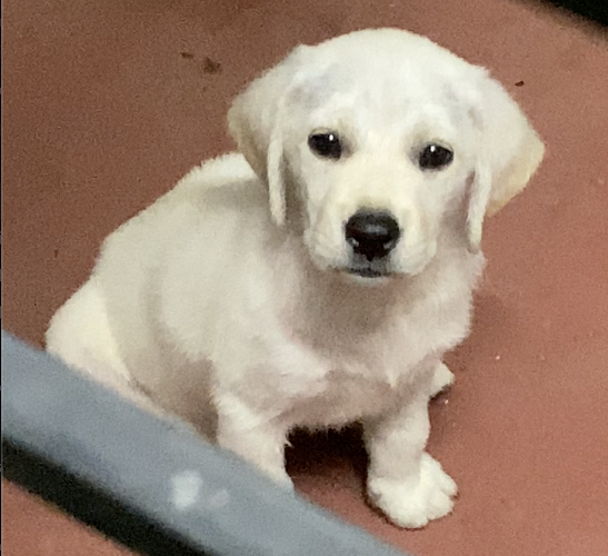 Labrador Puppy Male - 2 months old