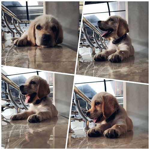 Labrador Puppy - 4 Month Old (Full Vaccination)