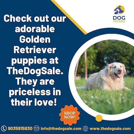 Labrador puppy price