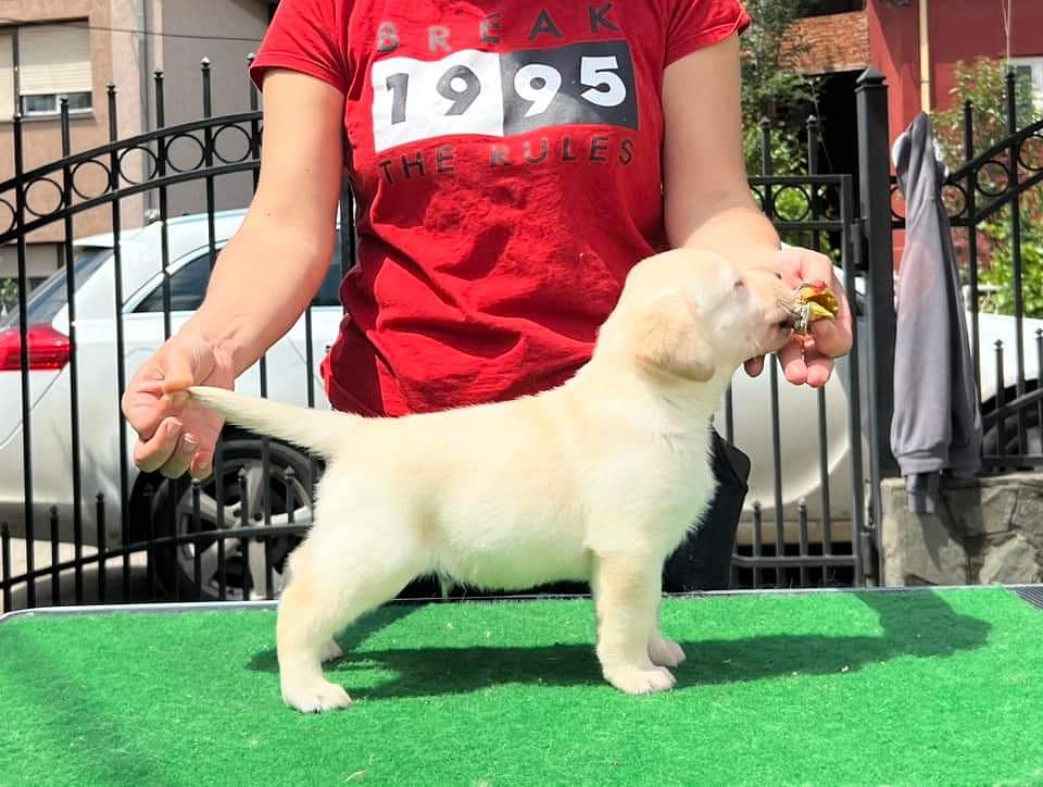 Labrador puppy price