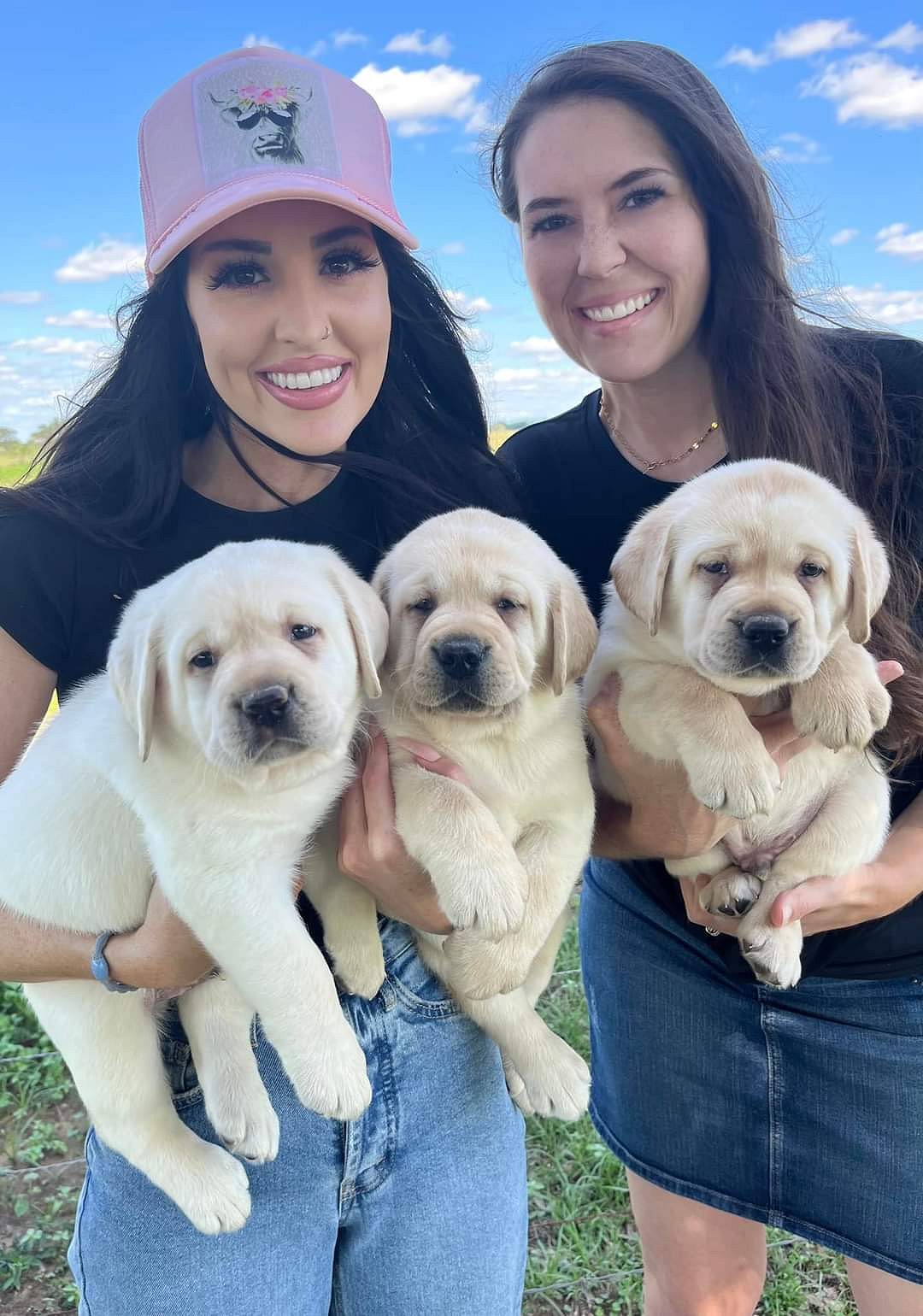 Labrador puppy price