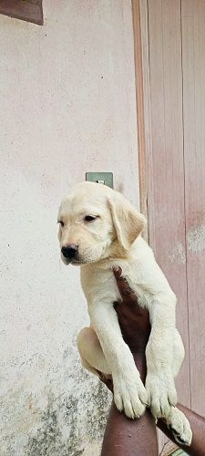 Labrador puppy tirur