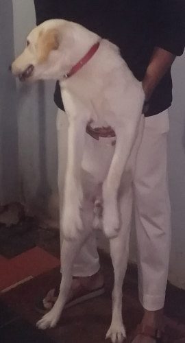 Labrador Retriever 1yr Male dog Sale