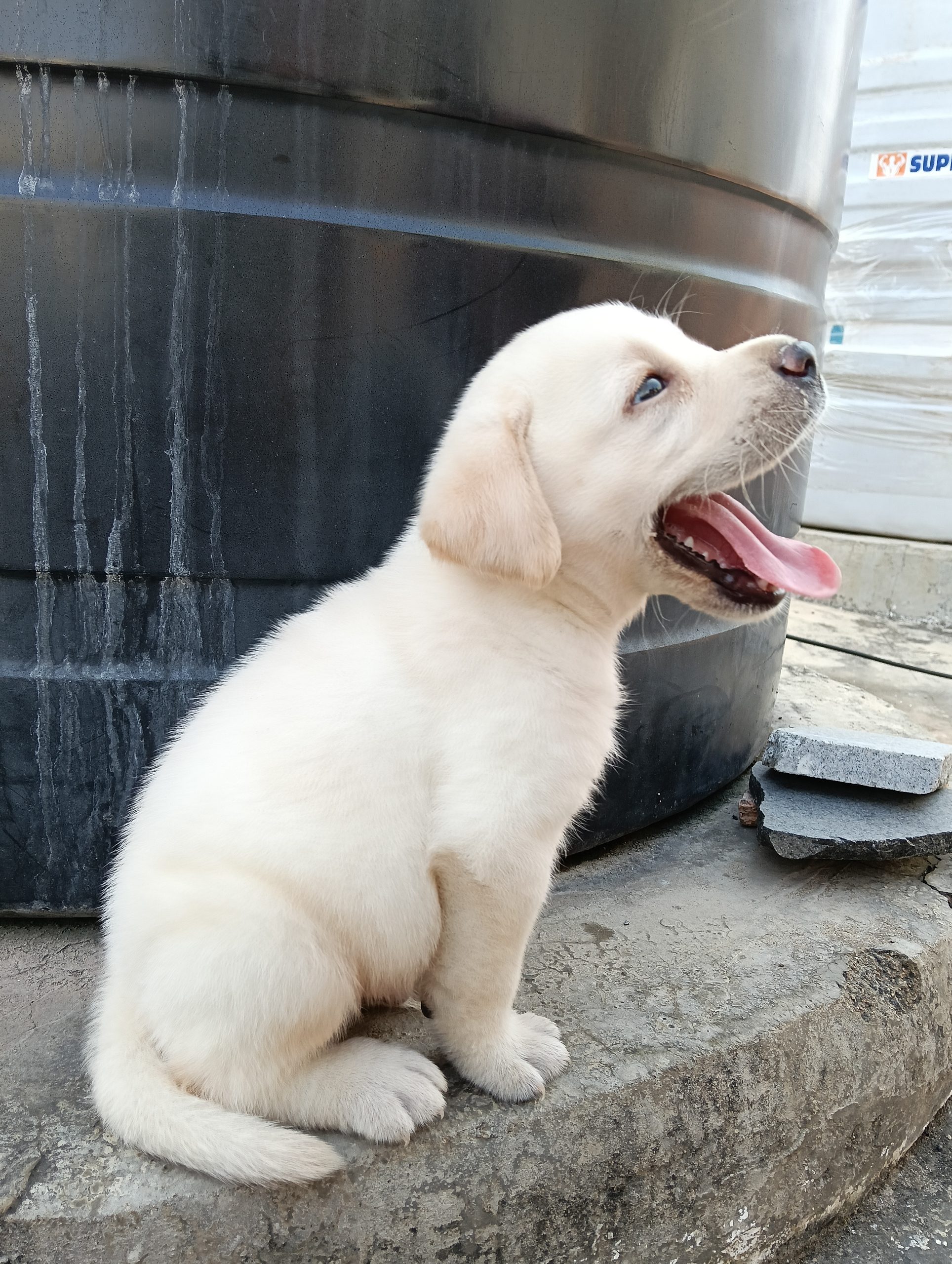 Labrador retriever