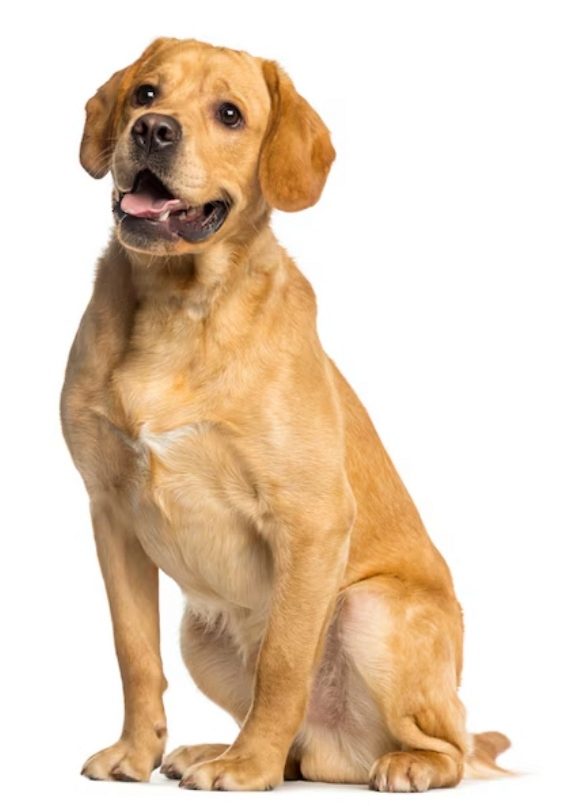 Labrador Retriever