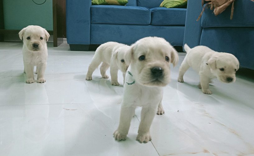 Labrador retriever