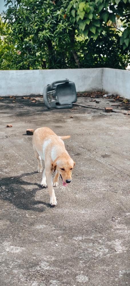 Labrador retriever