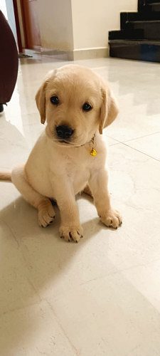 labrador retriever