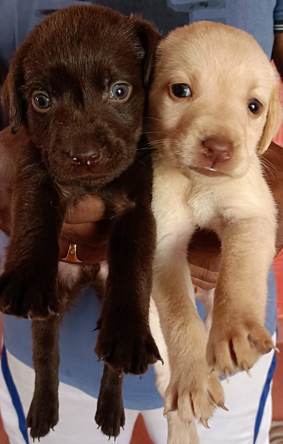 Labrador Retriever Puppies are available for sale.