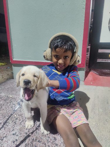 labrador retriever puppies for sale