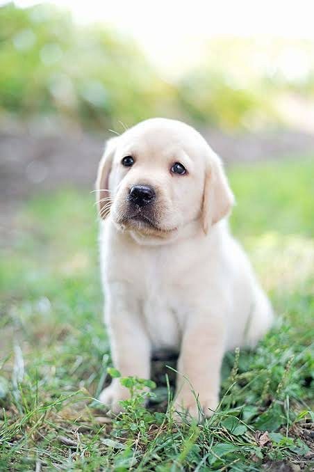 Labrador retriever puppies