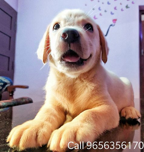 Labrador retriever puppies