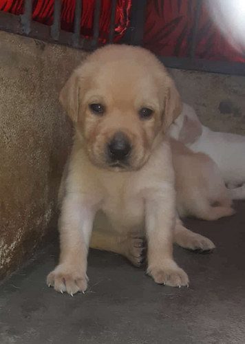 Labrador Retriever puppy