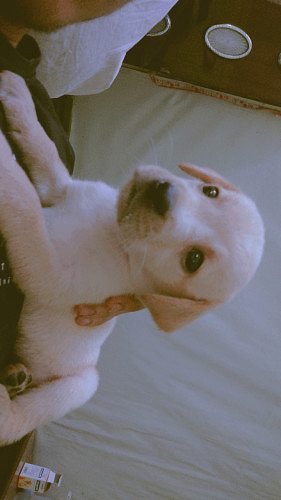 Labrador retriever puppy