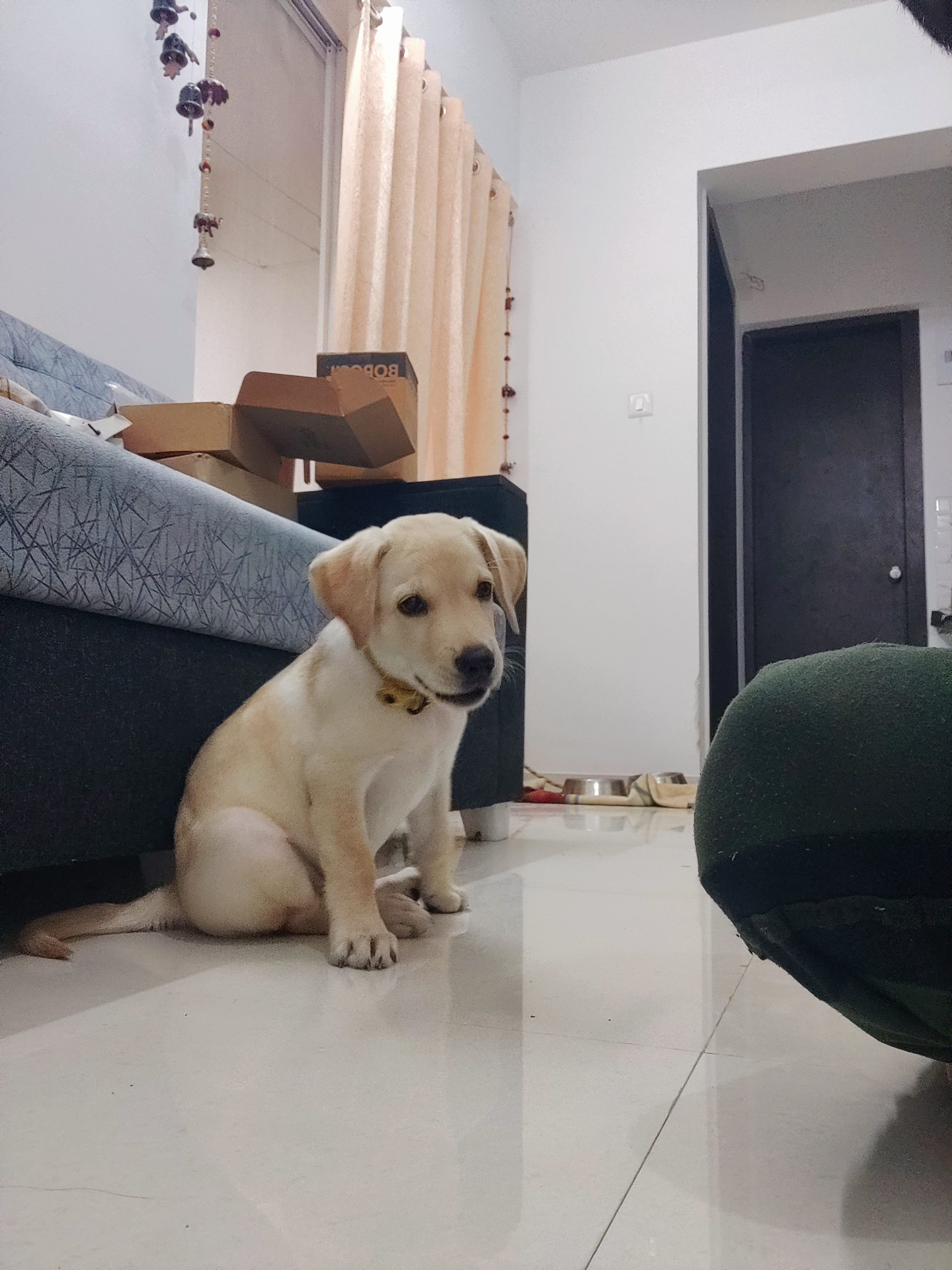 Labrador retriever puppy