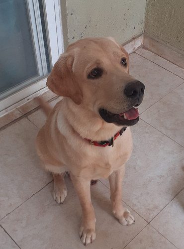 Labrador Retriever Puppy - Male for Sale in Pune