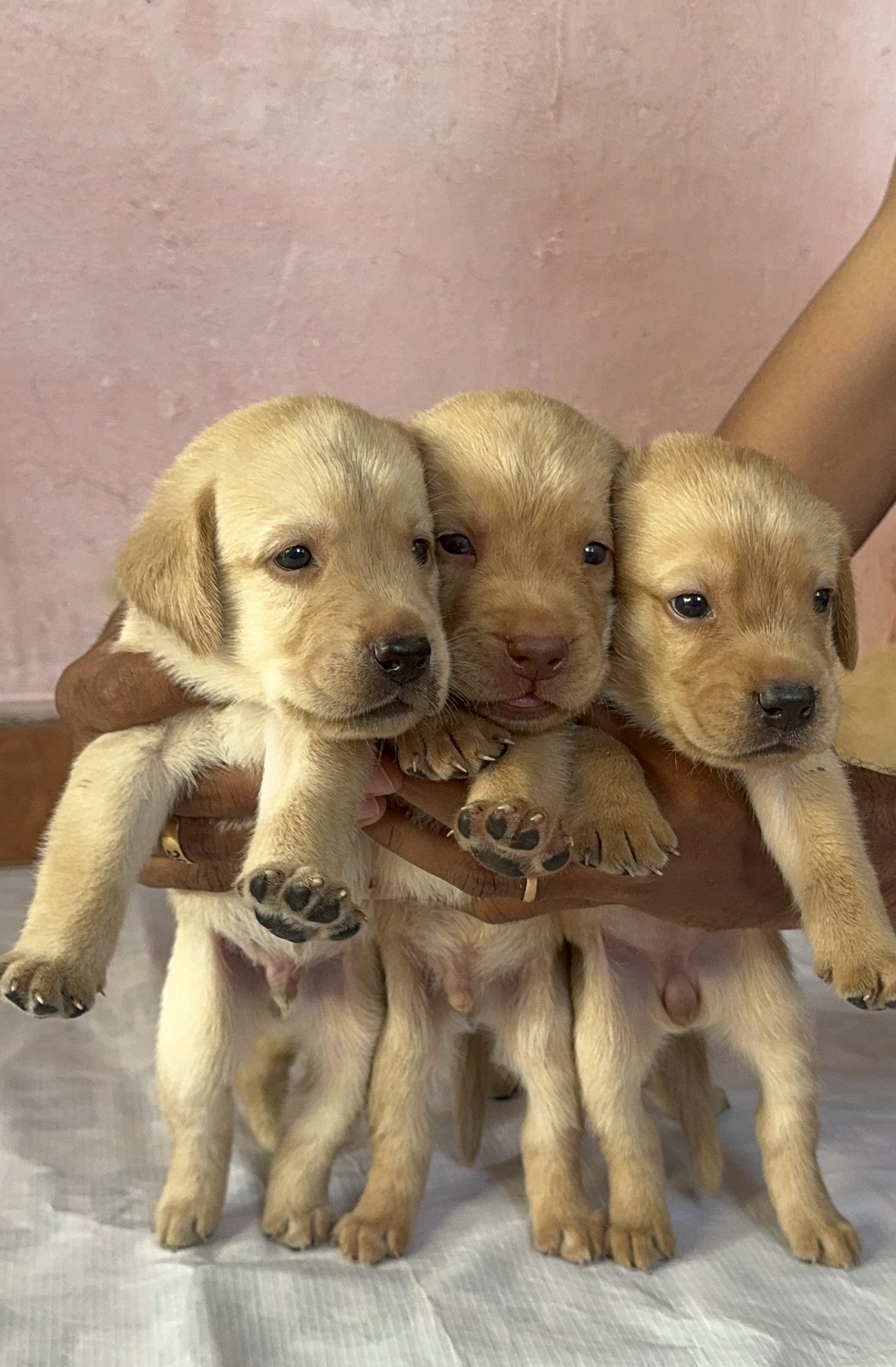 Labrador Retriever for Sales