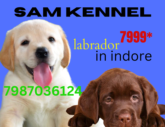 Labrador top quality puppies available for sale in indore 7987036124
