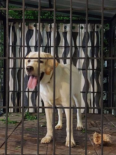 Labrador _ white _7 months old