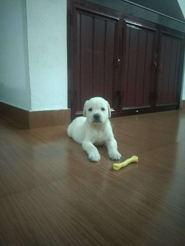 Labradore 70 Days old Off white Female Puppy. All vaccinatio
