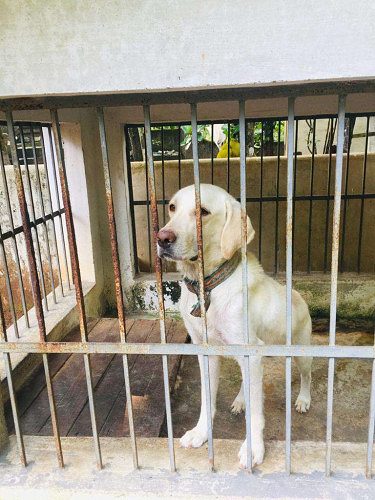 labradour dog for sale,  2 year, white color 