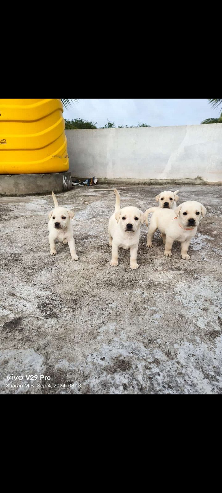 LABROADER PUPPIES FOR SALE