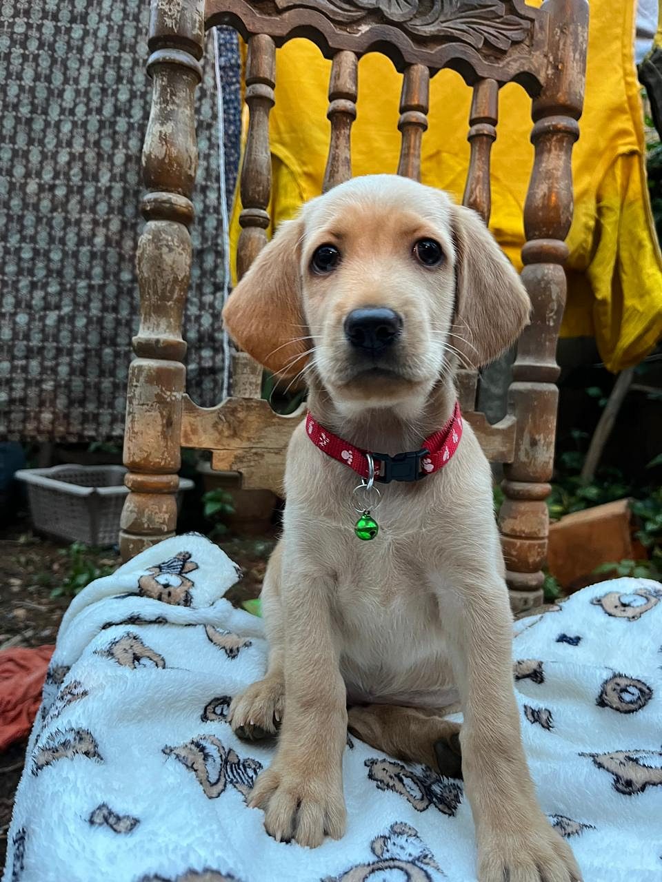 Labroader puppy for sale🐕🐶 call 8431460356