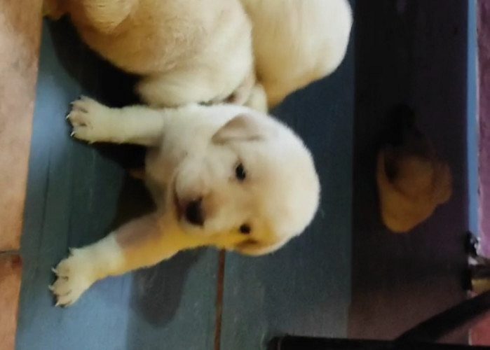 Labrodar puppies available