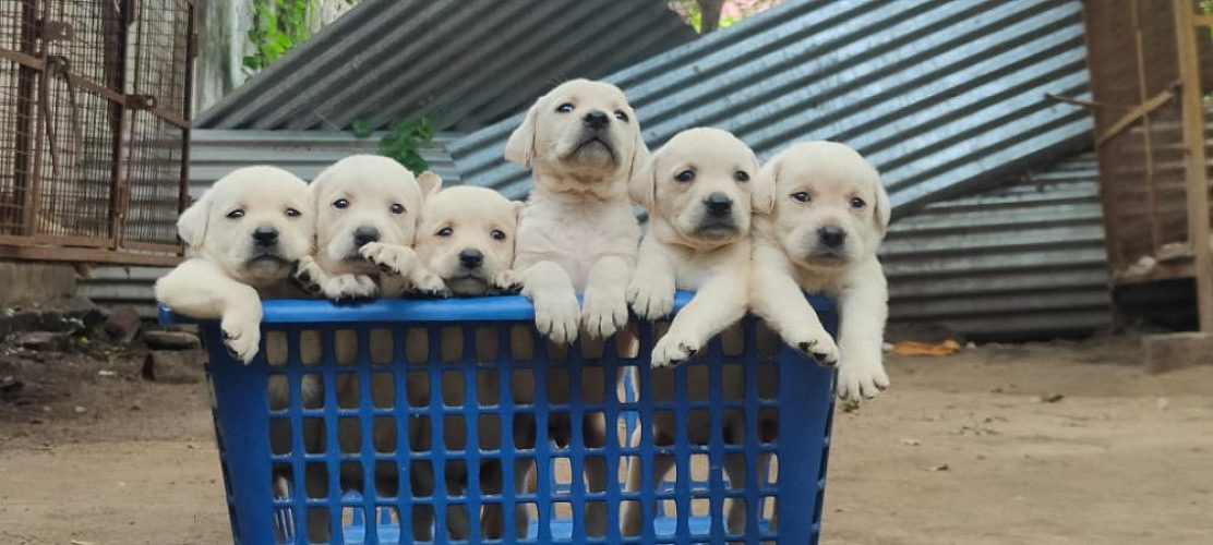 Labroder retriever male and female puppies available 9047773374