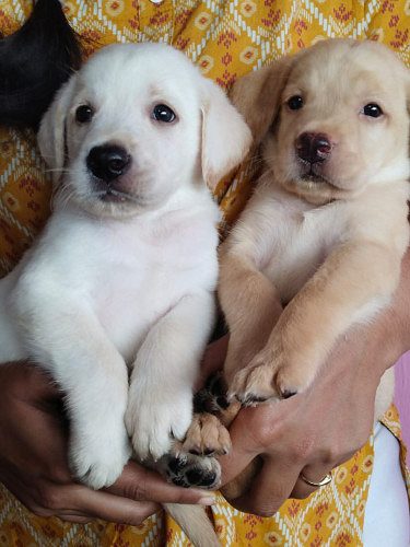Ladrador puppies for sale