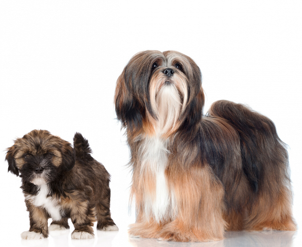 lahs apso toy breed for sale in indore 7987036124