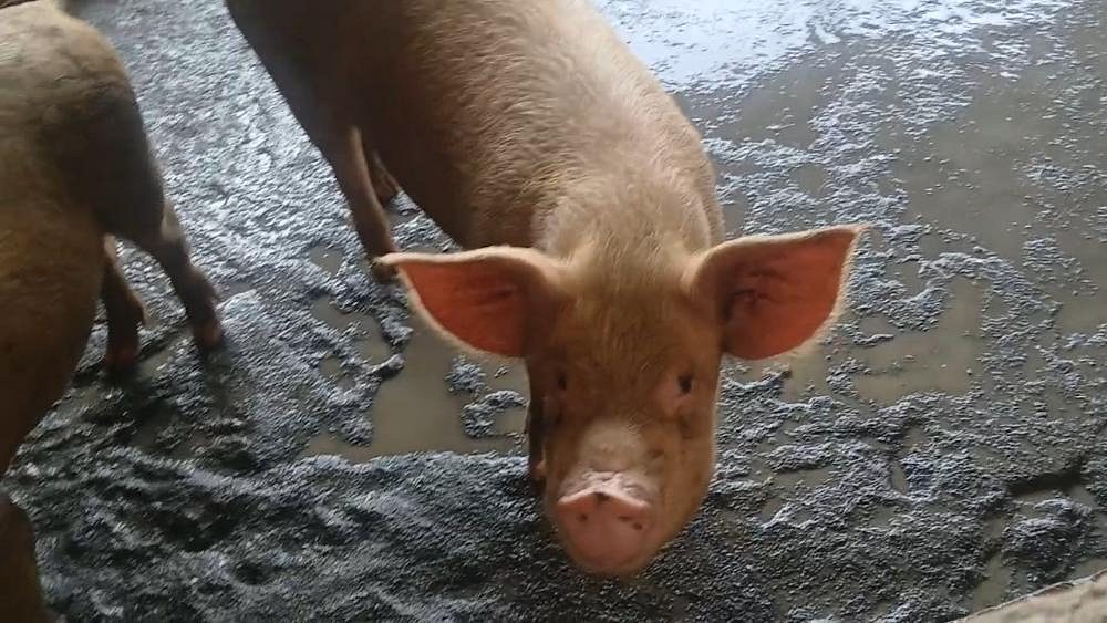 Large white Pigs
