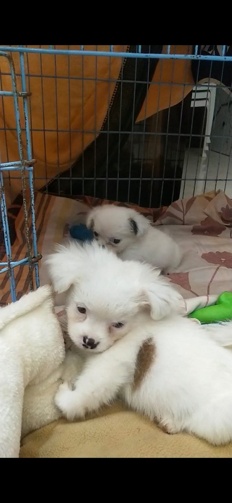 Lasapso Male & Female puppy avaliable