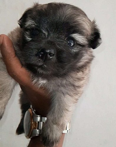 Lasapso puppies for sale