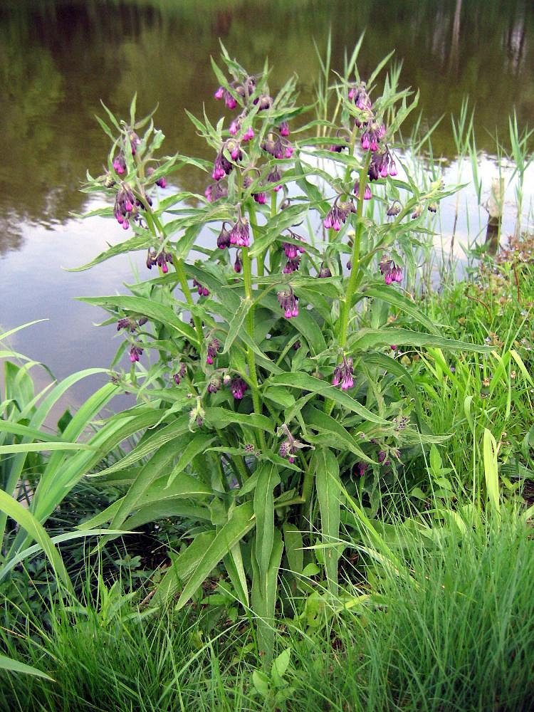 From Leaf to Liquid: Comfrey Fertilizer for Next-Generation Gardens