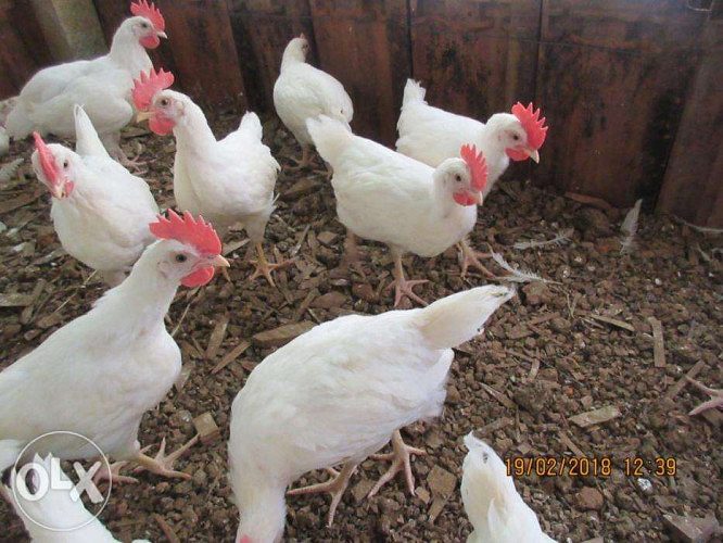 Leghorn Chicken for Sale
