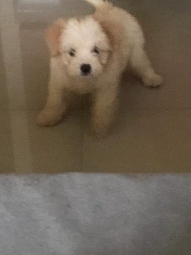 Lhasa apso dog for sale