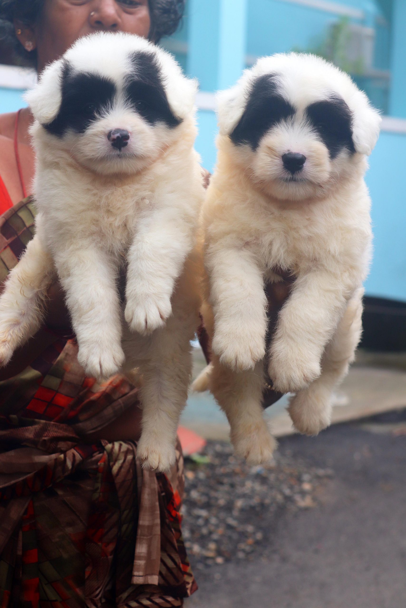 Lhasa apso