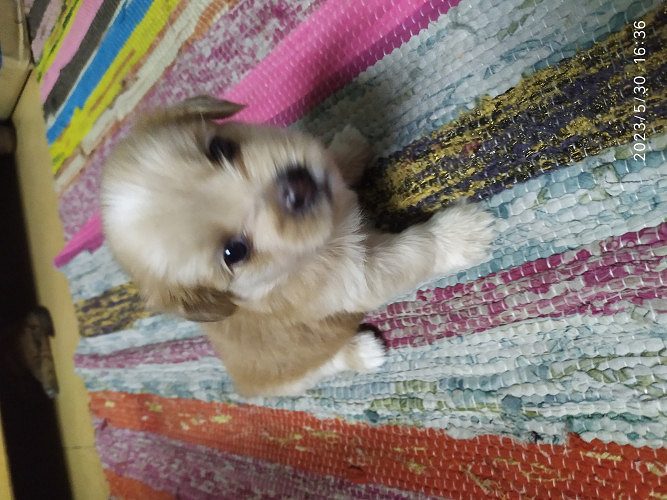 Lhasa apso